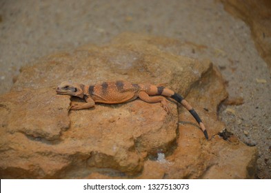 Sagebrush Lizard On The Rock