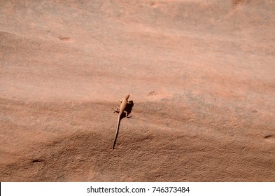 Sagebrush Lizard On The Stone Wall Of The Same Color
Grand Staircase Escalante National Monument, Garfield County, Utah, USA