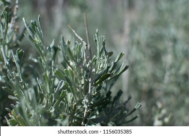 Sagebrush In The Meadow