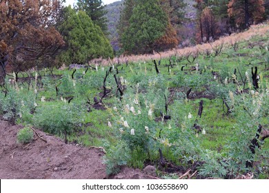 Sagebrush Meadow That Was Burnt By A Forest Fire, Now Recovering With White Lupine Flowers Growing In It. 