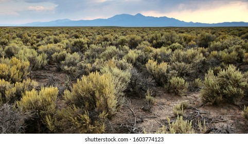 Sagebrush With Mountains At Sunset In Nevada