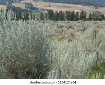 Sagebrush Prairie Summer