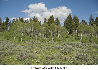 The Sagebrush Steppe Meets The Alpine Forest.