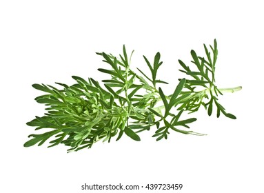 Sagebrush Twig Isolated On White Background Stock Photo 439723459 ...