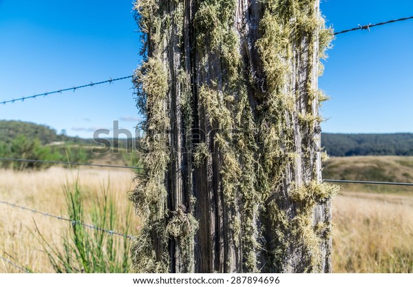 Sage-green lichen covering a\
weathered fence post in the Great Dividing Range in rural Victoria,\
Australia