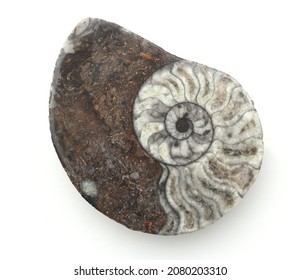 Sagittal section of a fossilized ammonite fossil. Ammonites were cephalopods and molluscs millions of years ago.