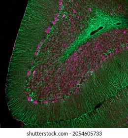 Sagittal section of mouse cerebellum labelled with immunofluorescence and visualized with confocal laser scanning microscopy. Large Purkinje cells and oligodendrocyte processes visible.