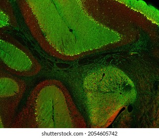 Sagittal section of mouse cerebellum labelled with immunofluorescence and visualized with confocal laser scanning microscopy. Large Purkinje cells visible.