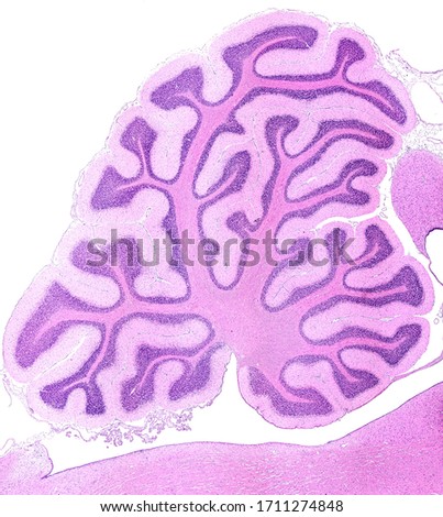 Sagittal section of a rabbit cerebellum showing many ramified cerebellar folia. In each folium the molecular and granular layers and the central axis of white matter can be seen. HE stain