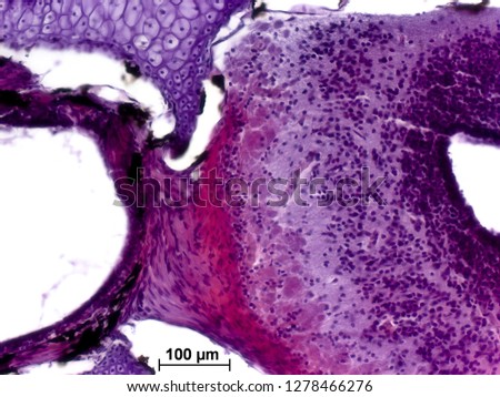 Sagittal section through olfactory bulbs and nasal cavity of marsh frog  (Pelophylax ridibundus). Olfactory Nerve. Hematoxylin and Eosin Staining (H&E stain). 