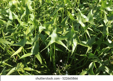 Sagittaria Sagittifolia