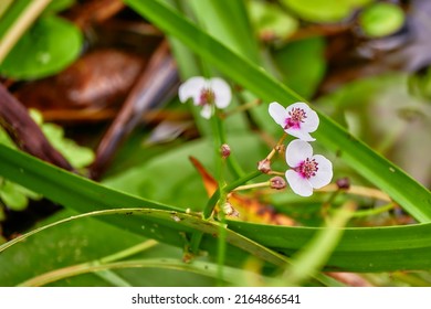 Sagittaria Sagittifolia (arrowhead Due To Shape Of Its Leaves) Is Flowering Plant In Family Alismataceae, Native To Wetlands Most Of Europe From Ireland And Portugal To Finland And To Siberia.