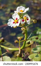 Sagittaria Trifolia Subsp