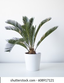 Sago Palm