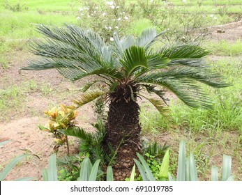 Sago Palm