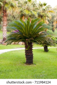 Sago Palm Cycas