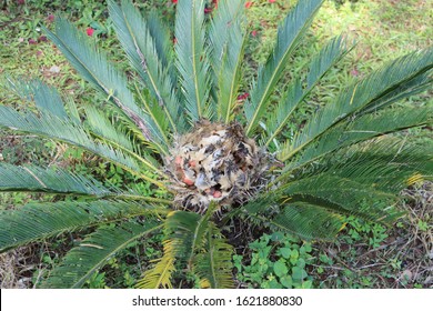 Sago Palm, Cycas Plant With Seeds, The King Cycad 