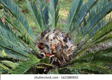 Sago Palm, Cycas Plant With Seeds, The King Cycad 