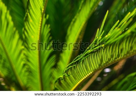 Sago palm or cycas revoluta leaves in focus. Decorative plants. Nature background.
