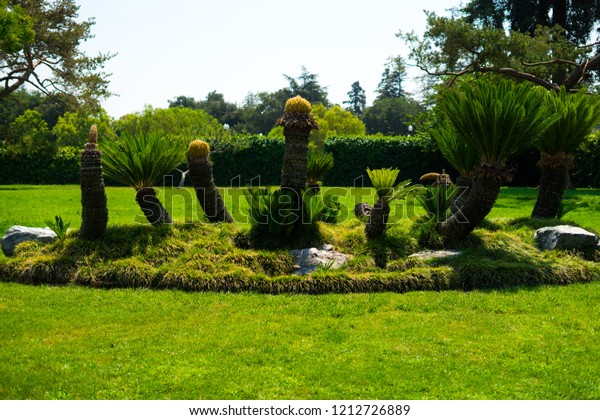 Sago Palm Japanese Garden Japanese Friendship Stock Photo Edit