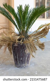 Sago Palm Lower Leaves Drying Out In A Pot