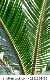 Sago Palm Plant Fronds Close Up