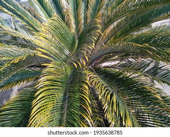 Sago Palm Plant, King Sago, Cycad, Japanese Sago (Cycas Revoluta)