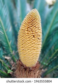 Sago Palm Plant | Original High Resolution Photography