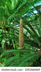 Sago Palm Seeds, Cycas Revoluta Seeds In A Botanical Garden