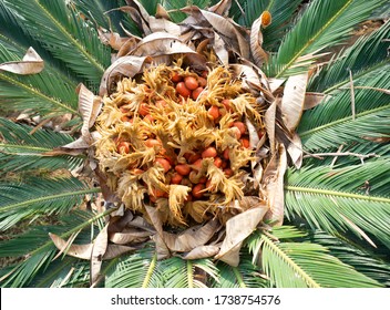 Sago Palm Seeds Pod At The Garden In New Cairo,Egypt 