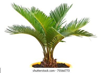 sago palm tree isolated on white background