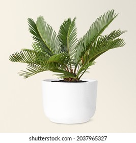 Sago Palm In A White Ceramic Pot