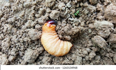 Sago Worm, Larvae From The Red Palm Weevil On Soil