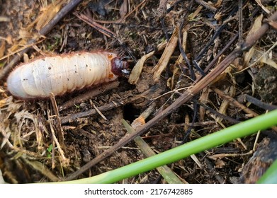 A Sago Worm In Nature.