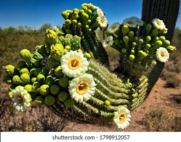 Saguaro Blossom, In Ironwood National Monument.