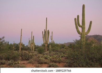 Saguaro cacti in desert during a clear sky at sunset with pink color.