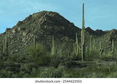 Saguaro Cacti Desert National Park  - Powered by Shutterstock