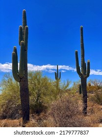 Saguaro Cacti At Lost Dutchman State Park 