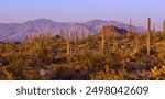 Saguaro Cacti and the Santa Catalina Mountains to the North east from Saguaro National Park West