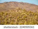 Saguaro Cacti in Tucson, Arizona with the Santa Catalina Mountains.