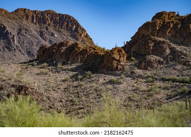 Saguaro Cacti Within Saguaro National Park.