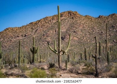 Saguaro Cacti Within Saguaro National Park.