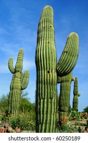 Saguaro Cactus