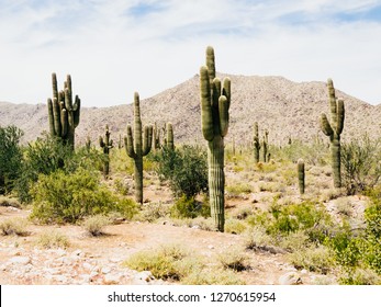 Saguaro Cactus In Arizona. Arid Desert Land Near The US Mexico Border.