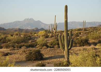 Saguaro Cactus in the Arizona Desert at Dusk - Powered by Shutterstock