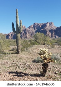 Saguaro Cactus In Arizona Kofa National Wildlife Refuge 