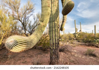 Saguaro Cactus Arm Reaching Out Towards Camera, Horizontal Image. Tucson Arizona Desert Landscape.