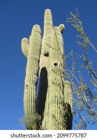 Saguaro Cactus And Arms With Bird Holes