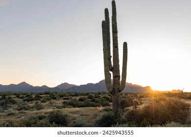 A saguaro cactus backlit by setting sun