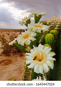 Saguaro Cactus Bloom With Bee In Desert